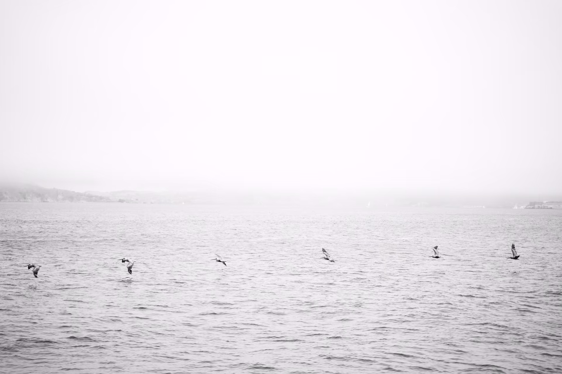 Golden Gate Bridge birds