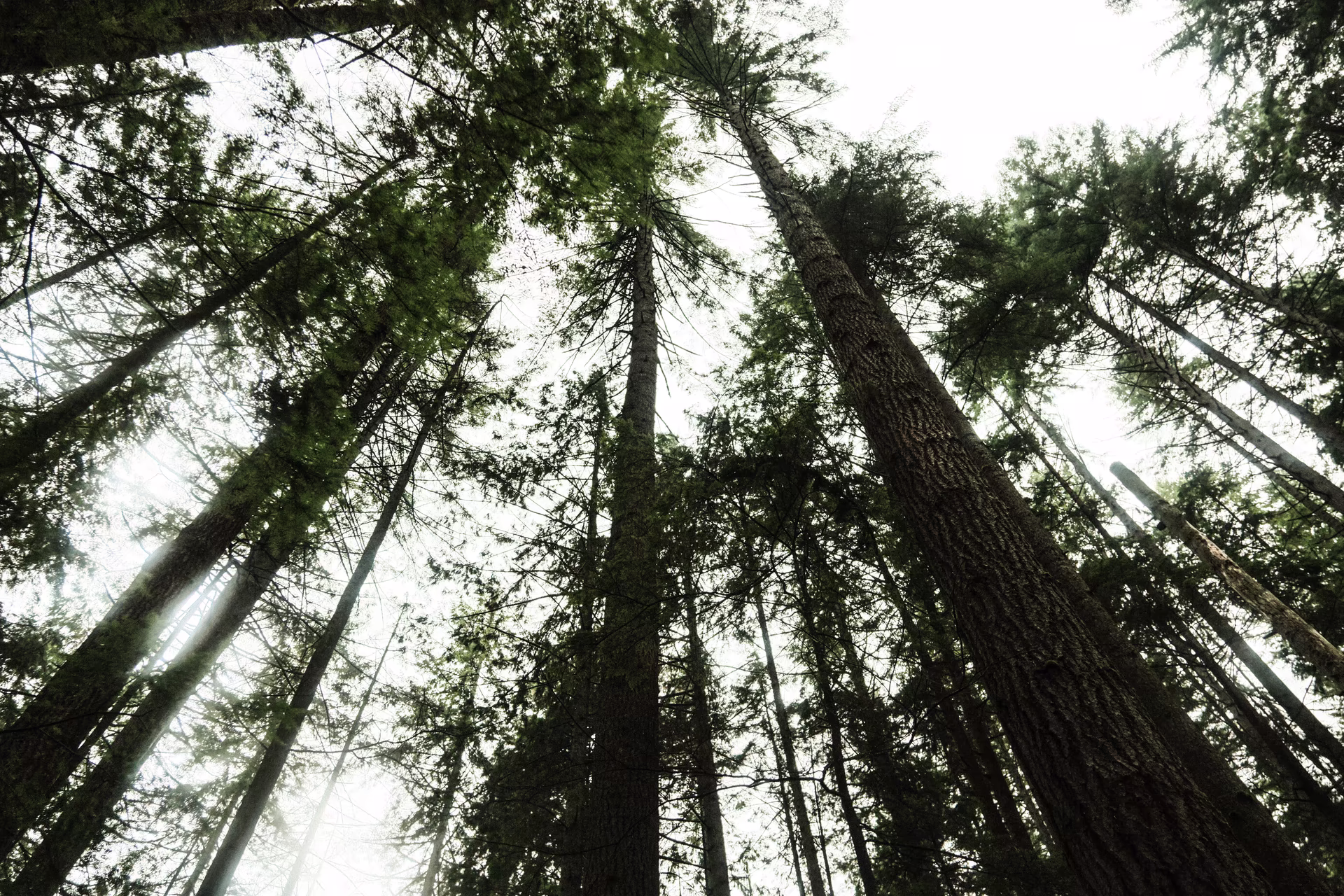 Lynn Canyon