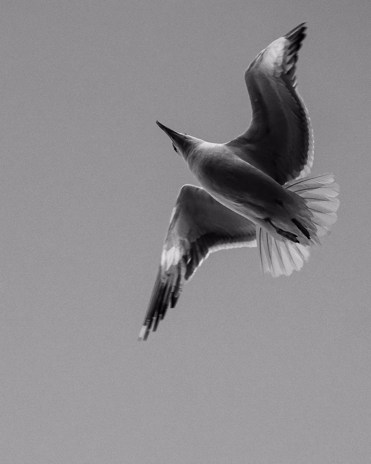 Bretagne oiseau