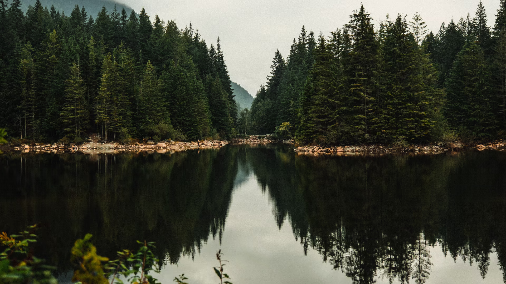 Vancouver trees