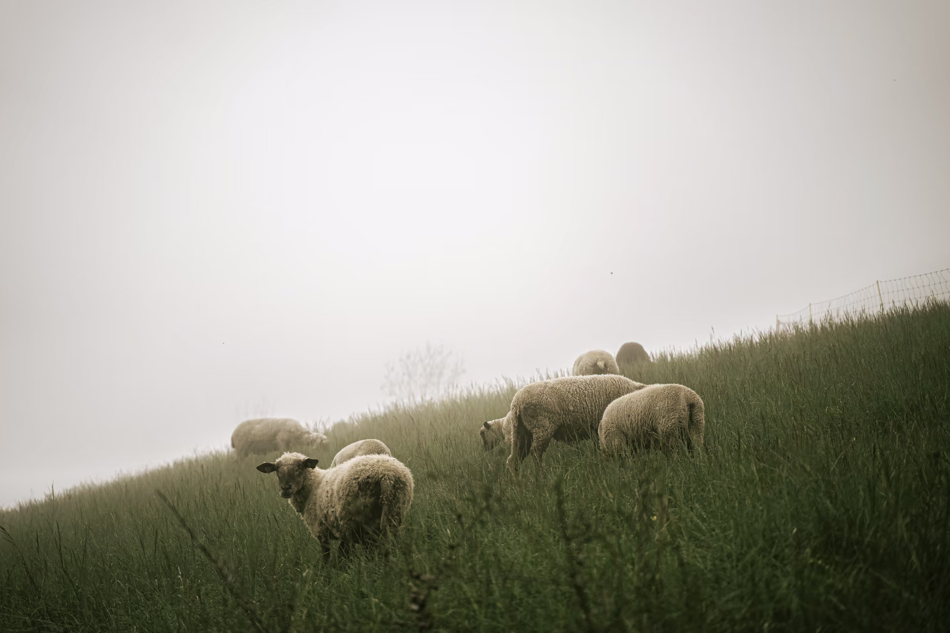 Moutons